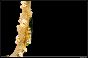 Goby... by Dray Van Beeck 